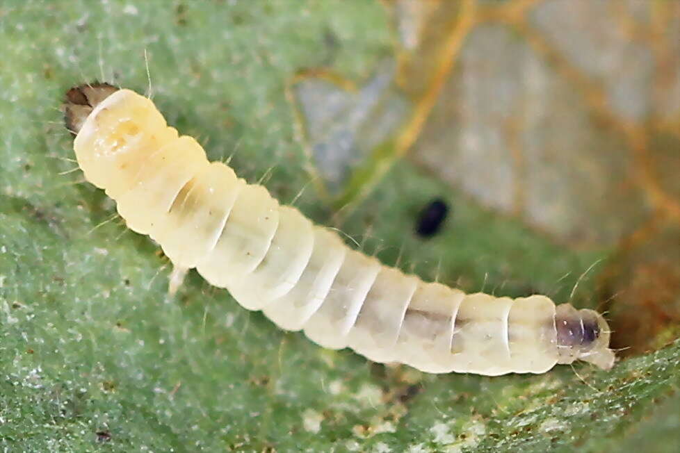 Image of Callisto denticulella (Thunberg 1794)