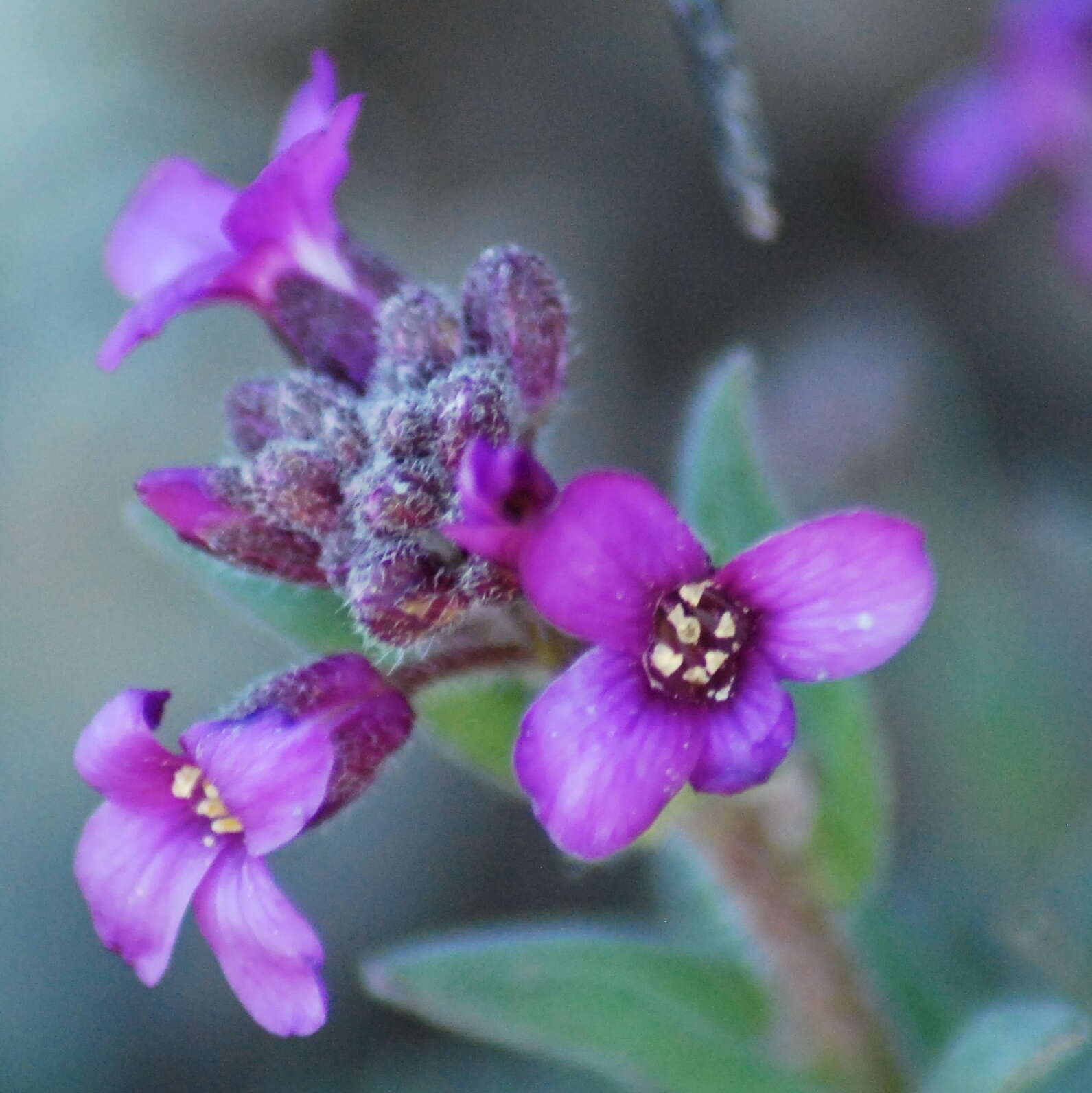 Image of Brewer's rockcress