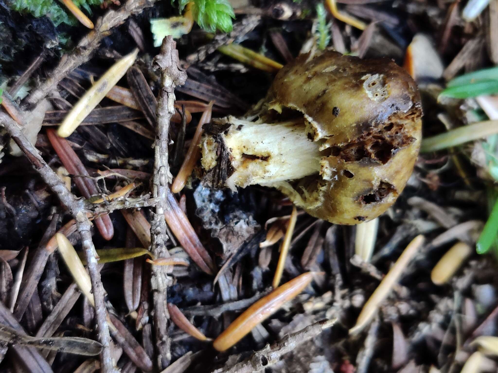 Image of Cortinarius pinguis (Zeller) Peintner & M. M. Moser 2002