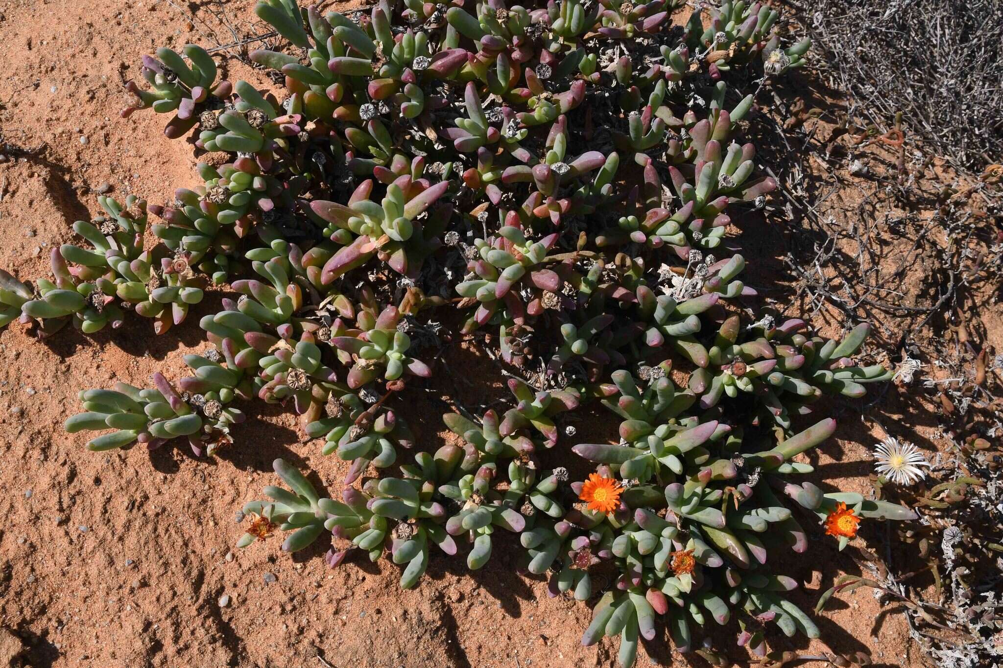 Image of Malephora purpureocrocea (Haw.) Schwant.