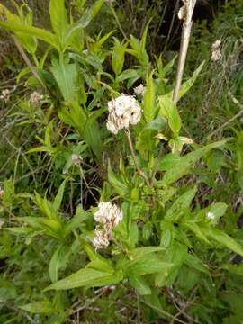 Image de Diervilla sessilifolia Buckl.