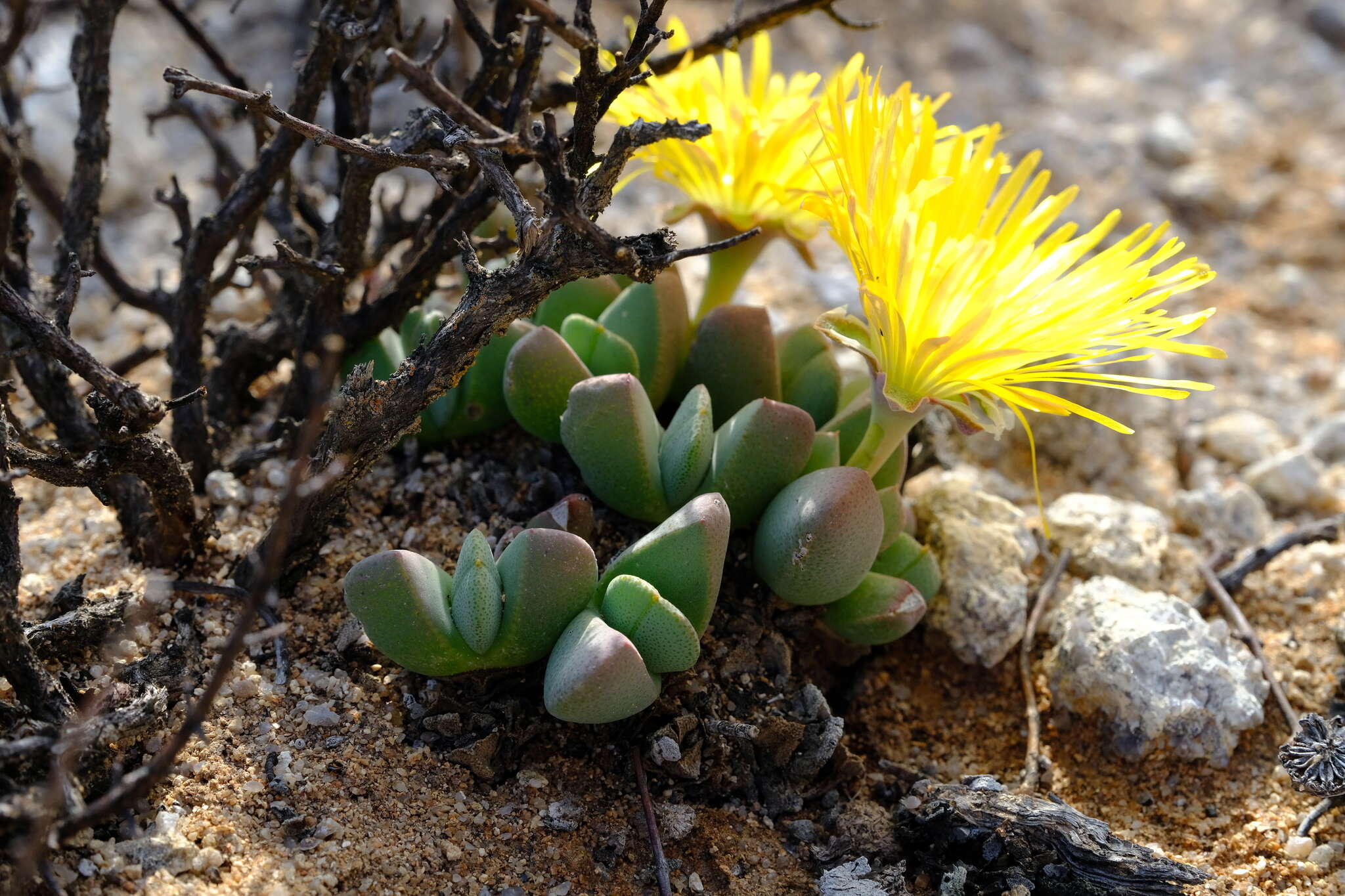 Image of Cheiridopsis excavata L. Bol.