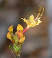 Imagem de Rhododendron austrinum (Small) Rehd.