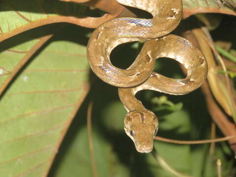 Image of Corallus hortulana (Linnaeus 1758)