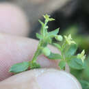 Galium californicum subsp. californicum resmi