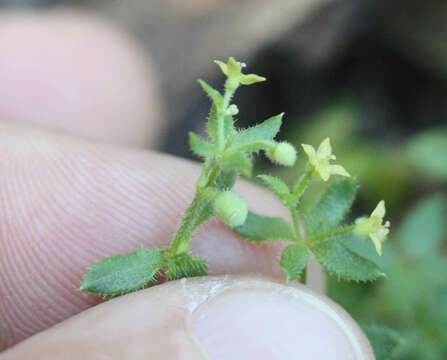 Image of California bedstraw