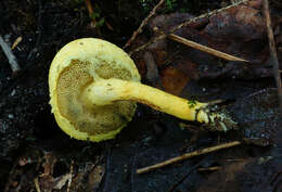 Image of Pulveroboletus