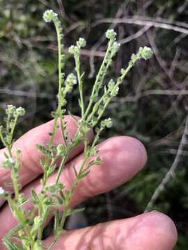 Image of pygmyflower cryptantha