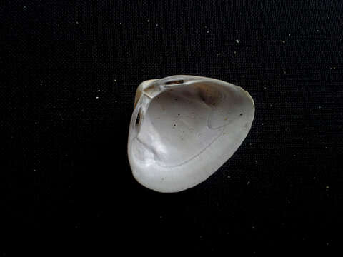 Image of cut surfclam