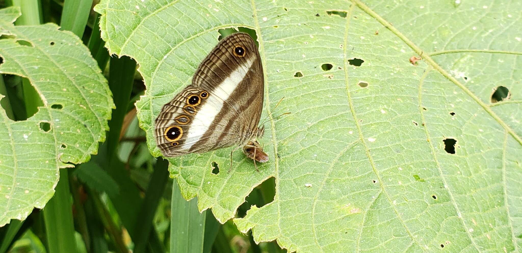 Imagem de Euptychoides albofasciata Hewitson 1869