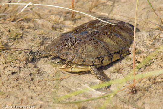 Image of Coahuilan box turtle