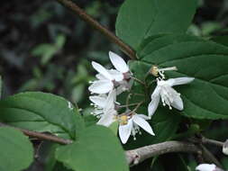 Image of Deutzia taiwanensis (Maxim.) C. K. Schneid.