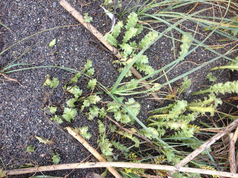 Image of Eryngium vesiculosum Labill.