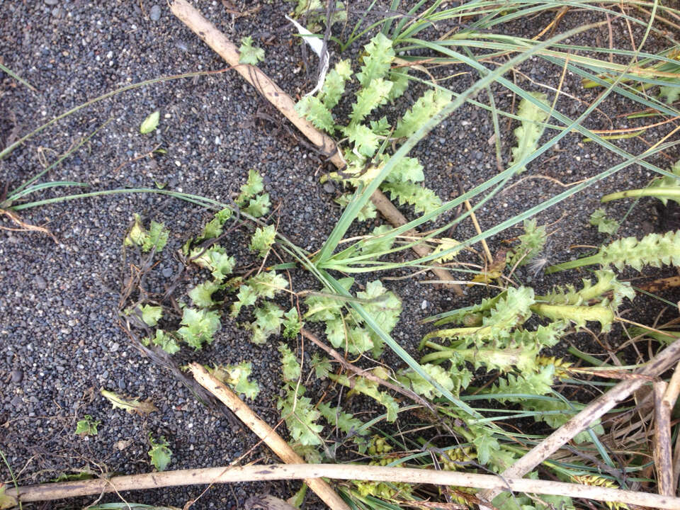 Eryngium vesiculosum Labill. resmi