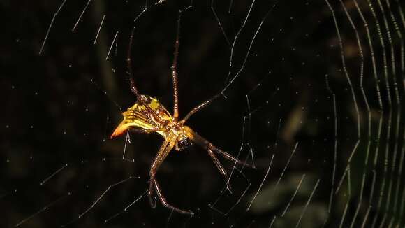 Image of Micrathena sanctispiritus Brignoli 1983