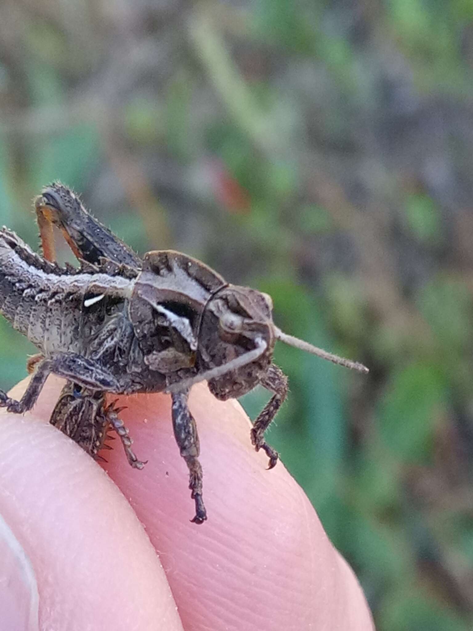 Image de Ocneridia nigropunctata (Lucas & P. H. 1849)