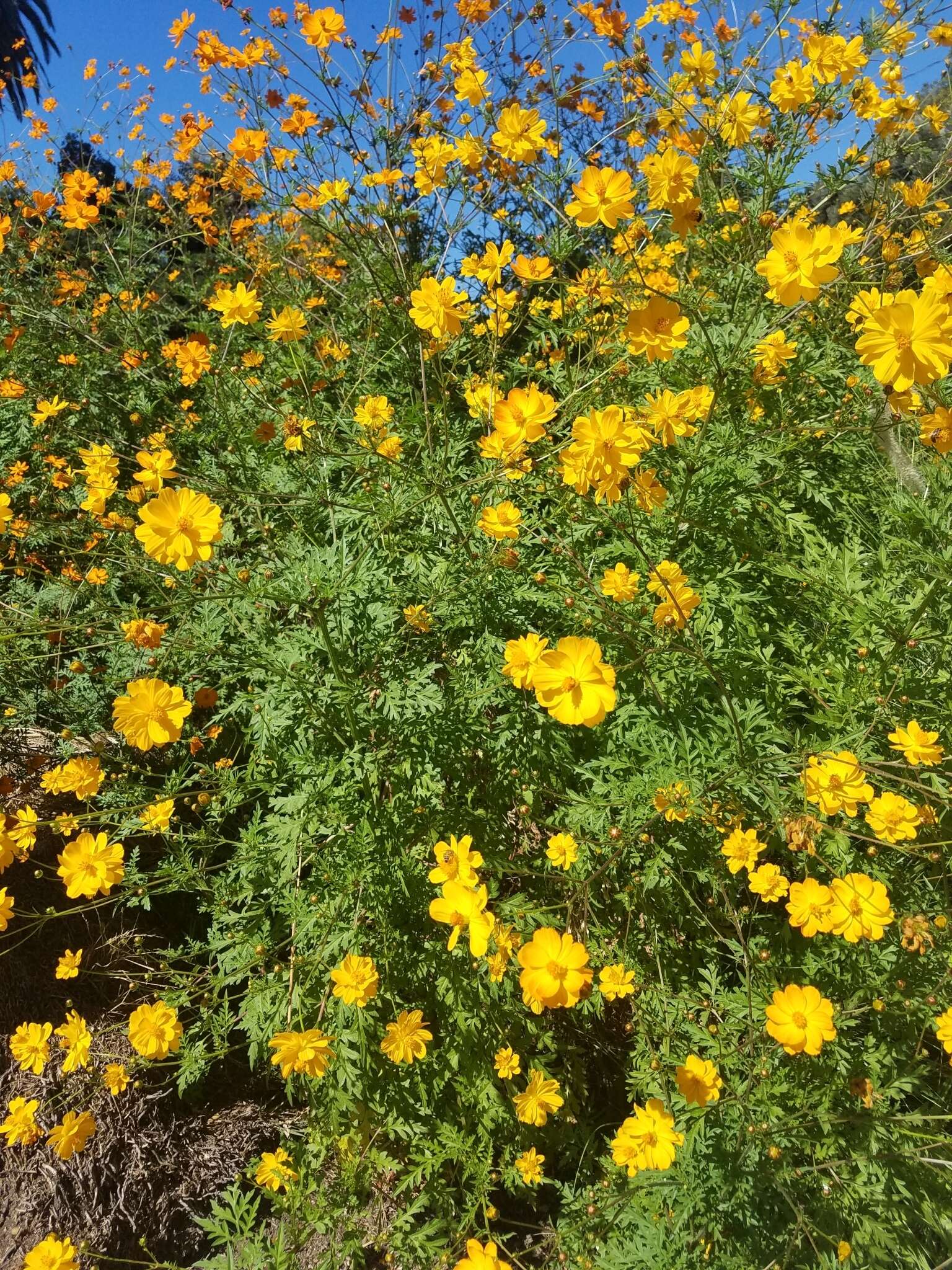 Image of sulphur cosmos