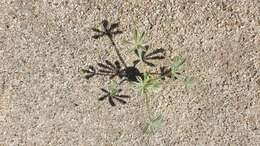 Image of purple desert lupine