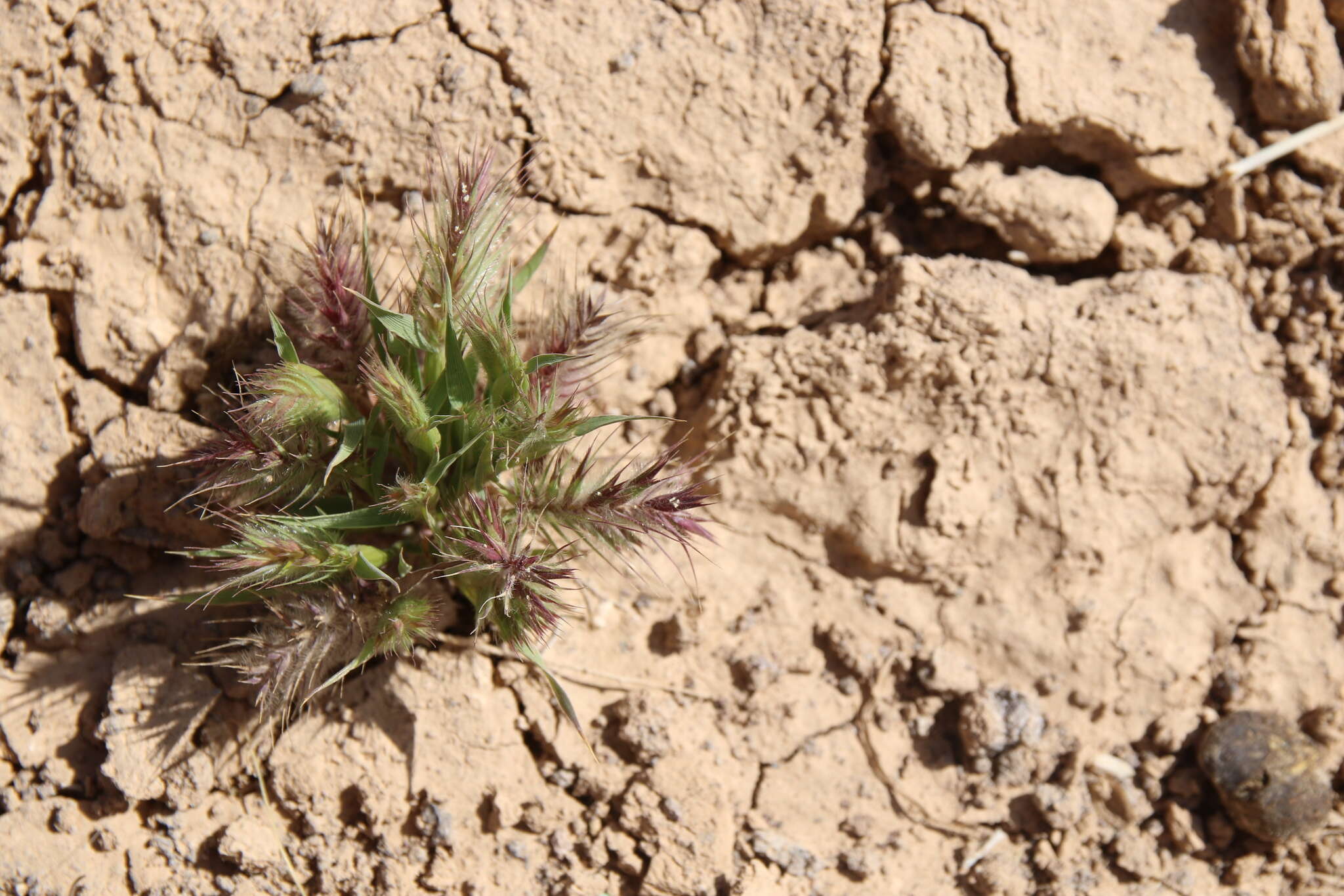 Image of Heteranthelium piliferum (Sol.) Hochst. ex Jaub. & Spach