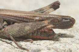 Image de Chorthippus (Glyptobothrus) brunneus subsp. brunneus (Thunberg 1815)