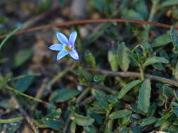 Image of Lobelia pratioides Benth.