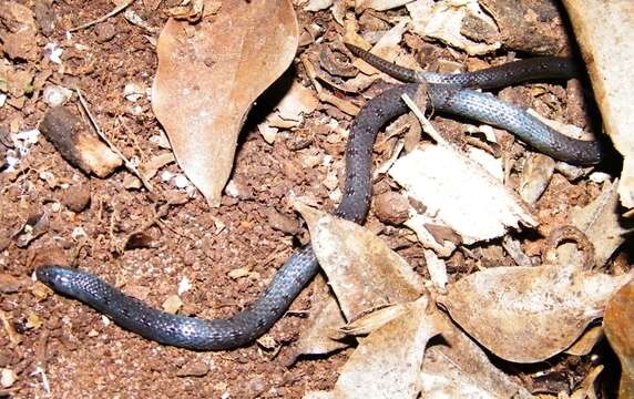 Image of Banded shovel-snout