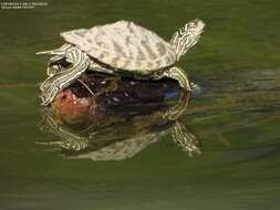 Image of Cagle's Map Turtle
