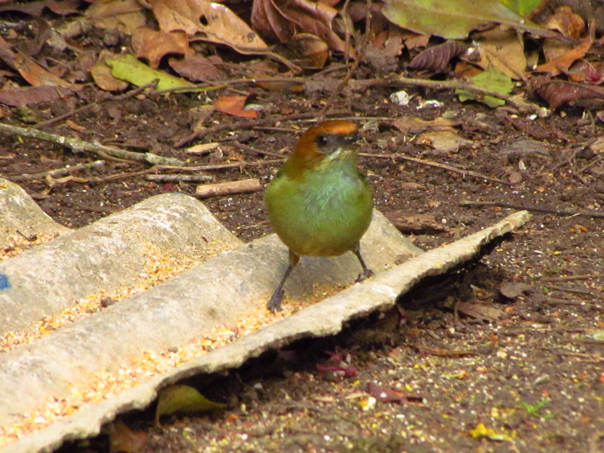 Image of Chestnut-backed Tanager