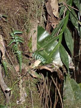 Plancia ëd Epidendrum jatunsachanum Dodson & Hágsater