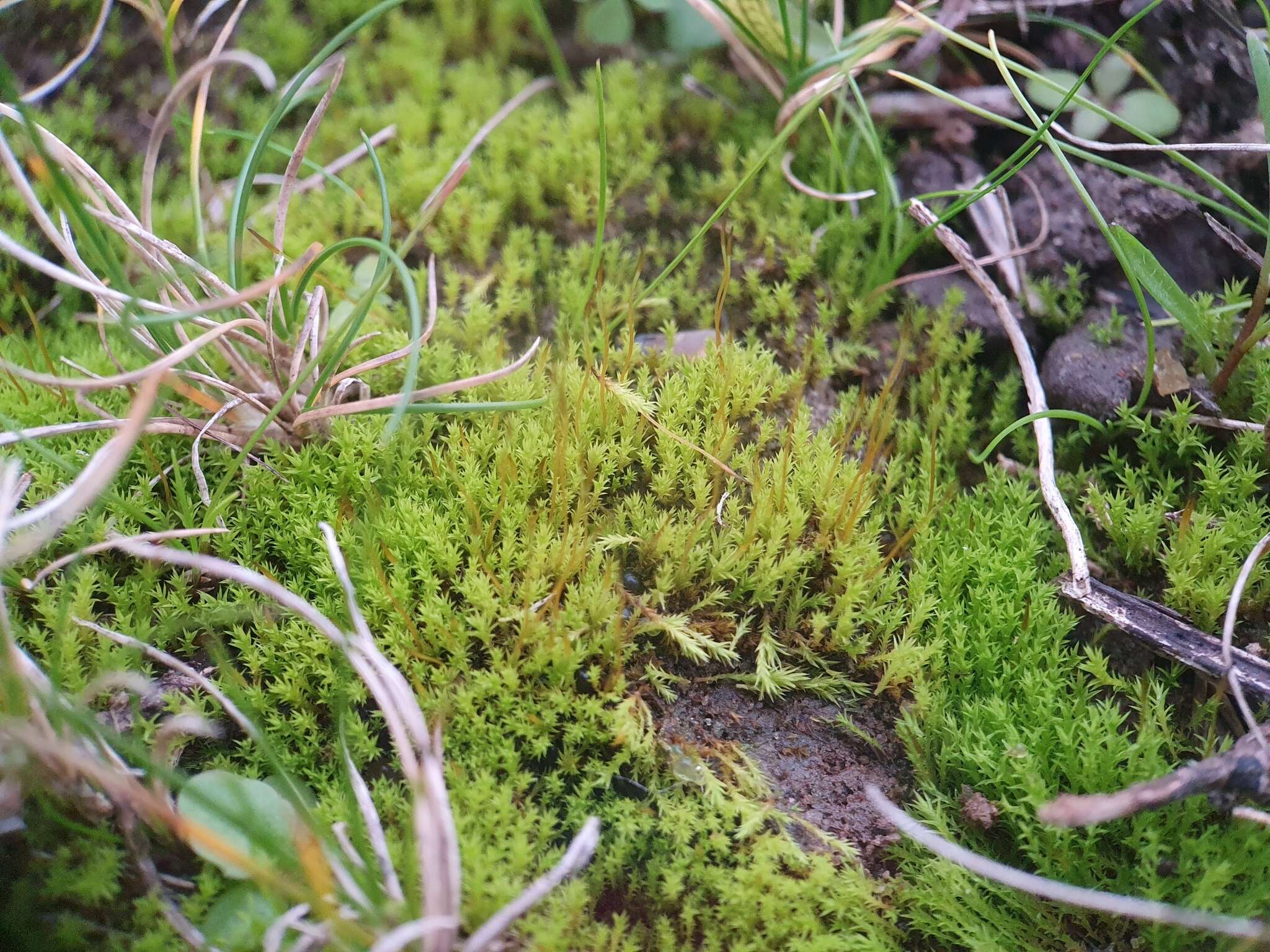 Image of Pseudocrossidium hornschuchianum Zander 1979