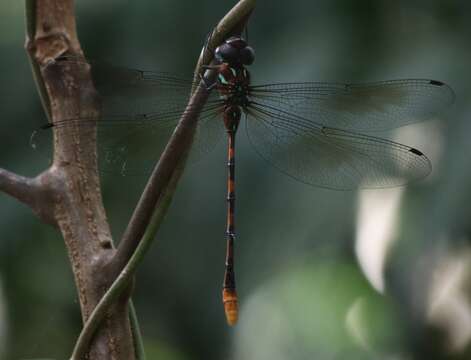 Image of Ochre-tipped Darner