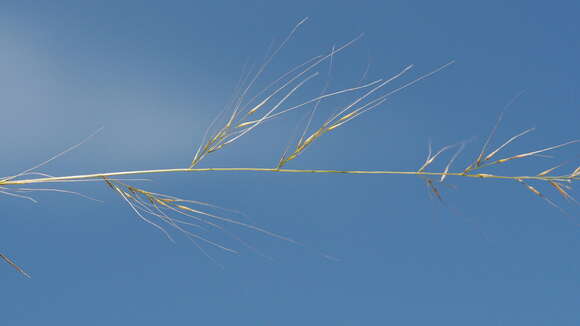 Image of littleseed muhly