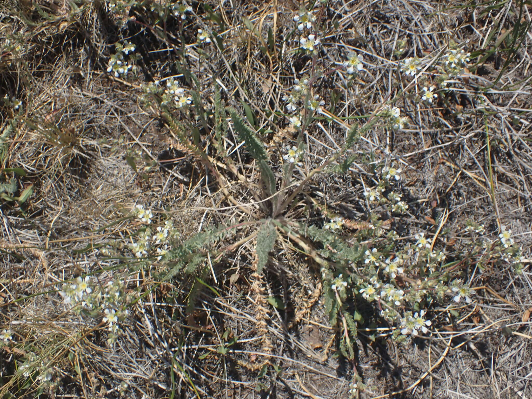 Image de Ivesia sericoleuca (Rydb.) Rydb.