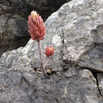 Image of Petrosedum sediforme (Jacq.) V. Grulich