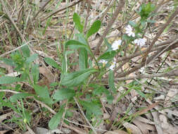 Image of Scaevola albida (Smith) Druce