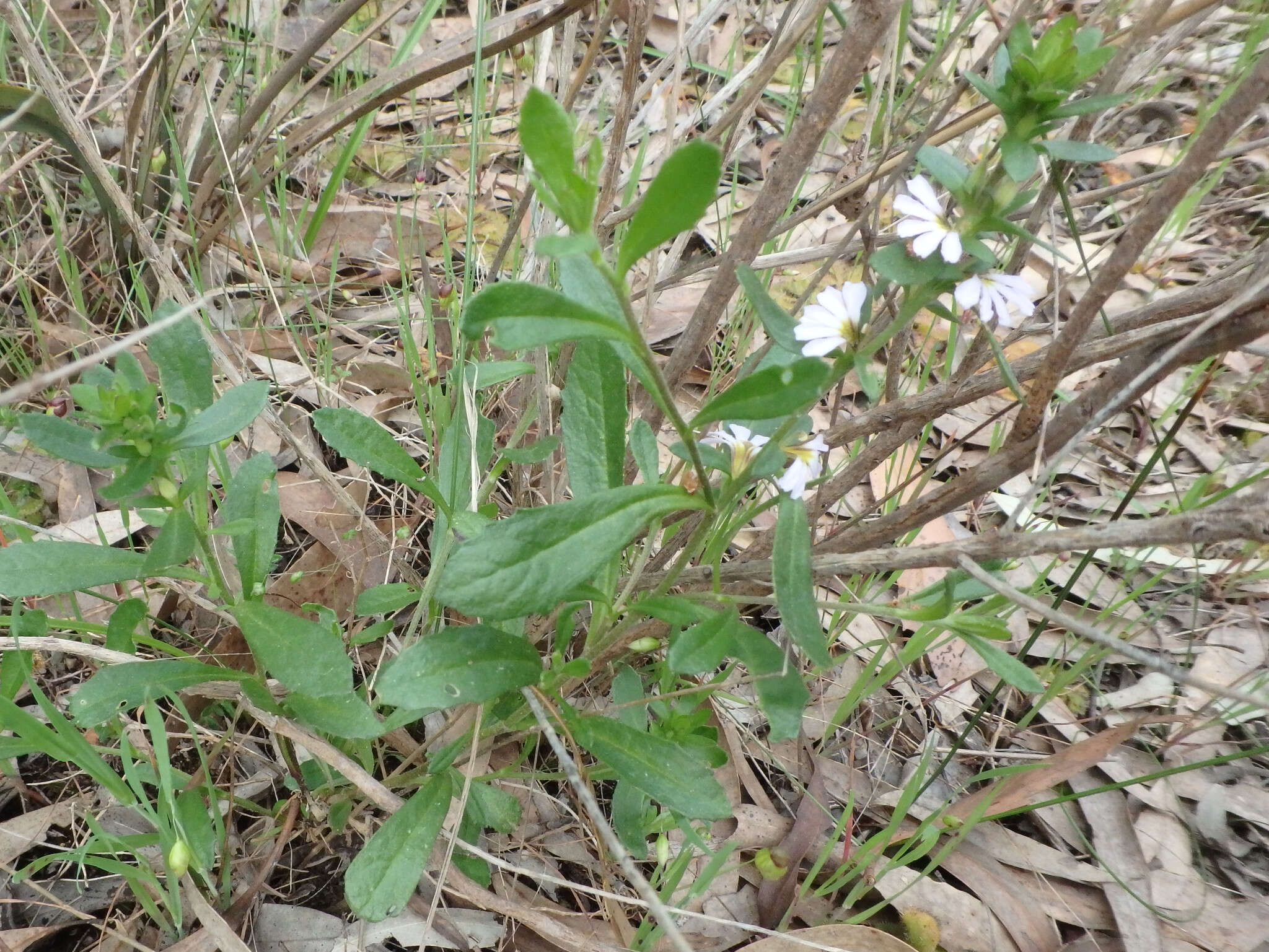 Image of Scaevola albida (Smith) Druce