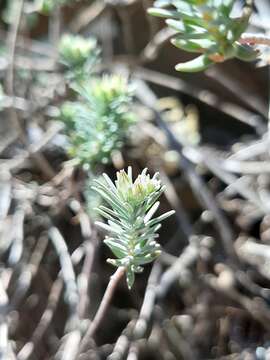 Image de Sedum bourgaei Hemsl.