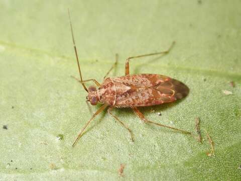 Tinginotum perlatum Linnavuori 1961的圖片