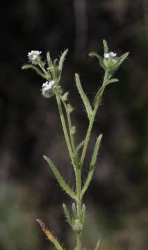 Plancia ëd Cryptantha clevelandii Greene