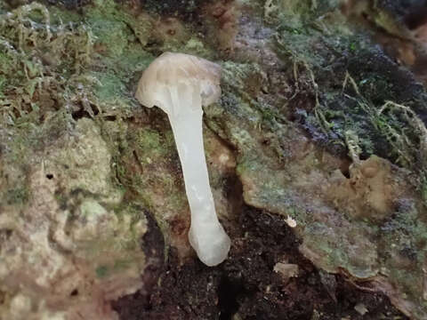 Image of Mycena pseudocorticola Kühner 1938