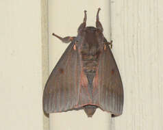 Image of Pine Devil Moth