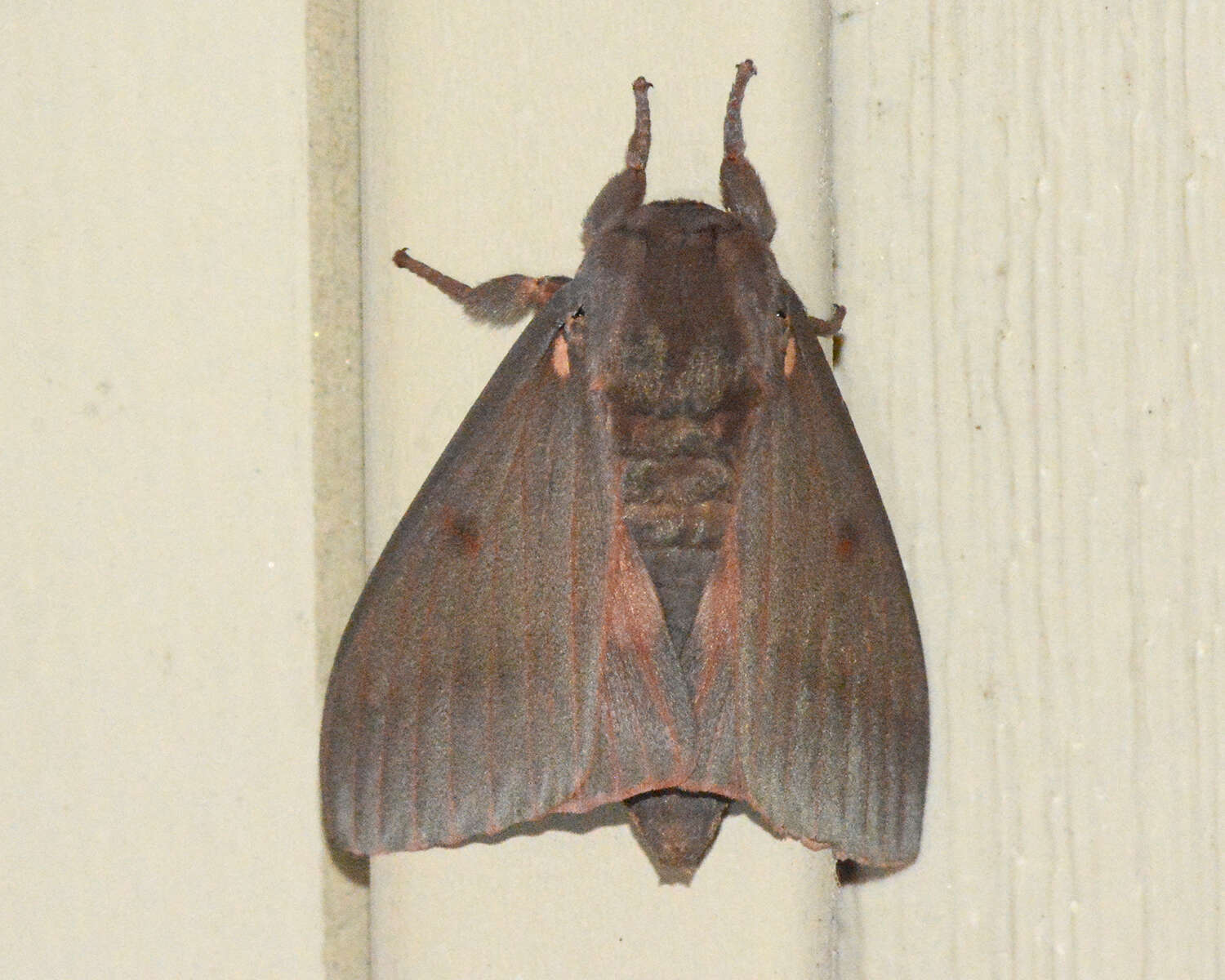 Image of Pine Devil Moth