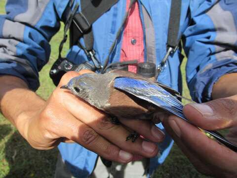 Image of Western Bluebird