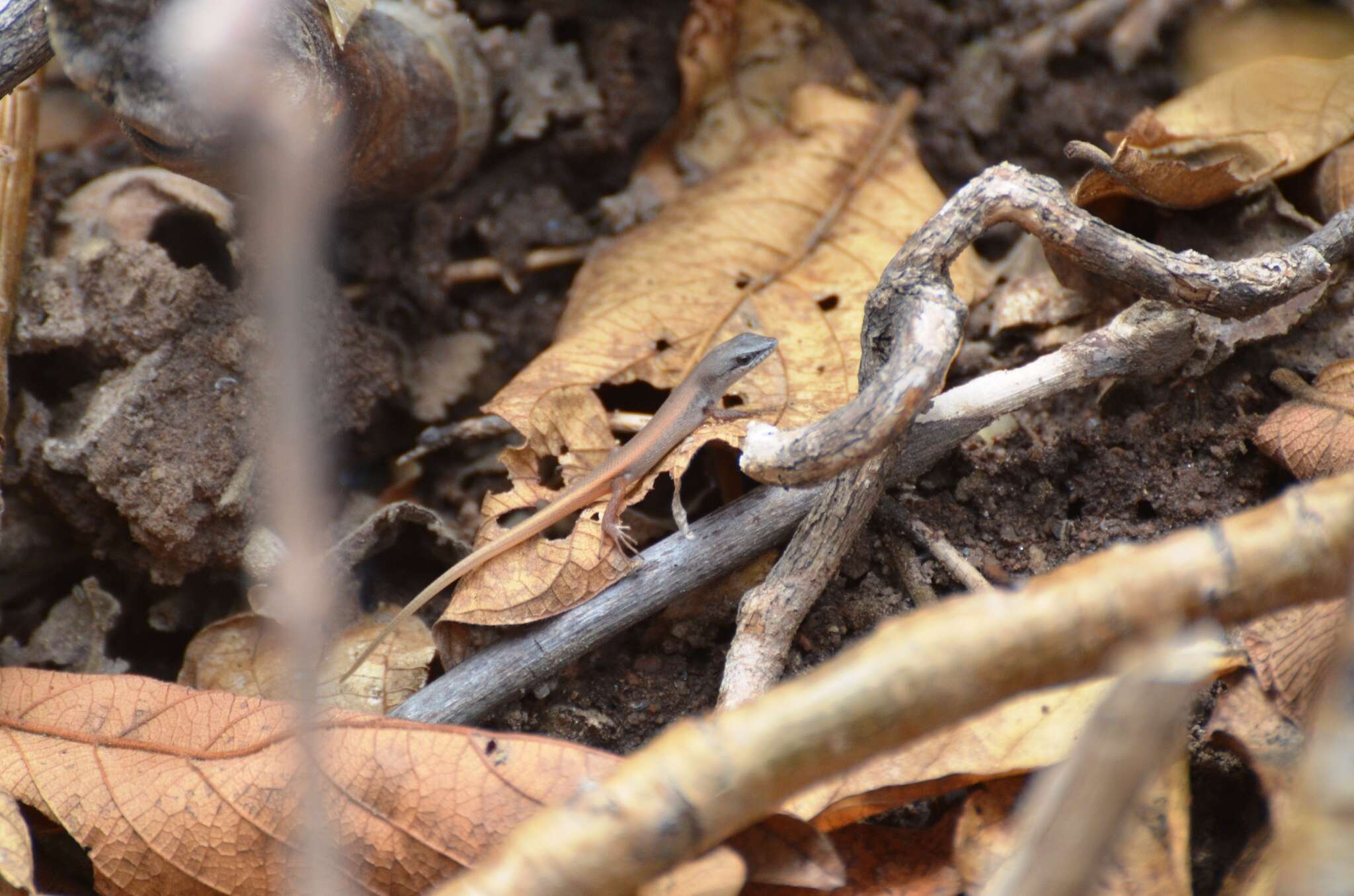 Imagem de Trachylepis lacertiformis (Peters 1854)