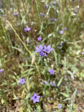 Image of California gilia