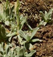 Image of Rocky Mountain pussytoes