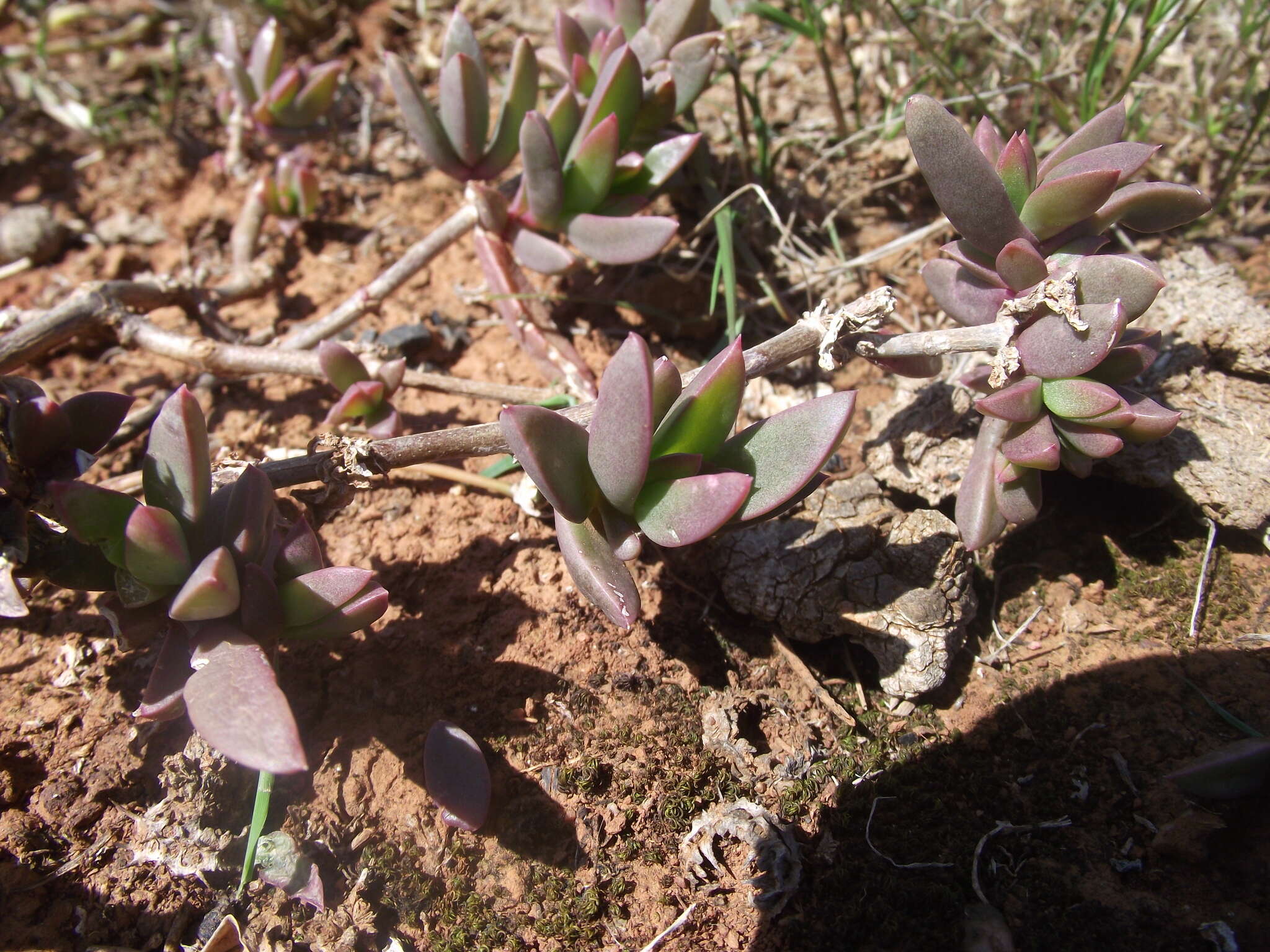 Image of Delosperma hollandii L. Bol.