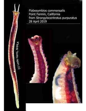 Plancia ëd Flabesymbios commensalis (Moore 1909)