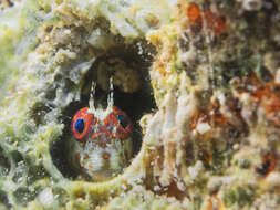 Image of Fringed blenny