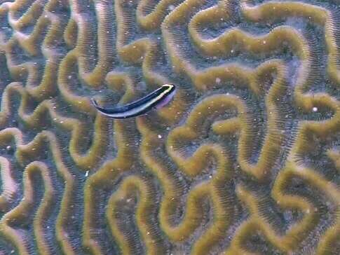 Image of Shark nose goby